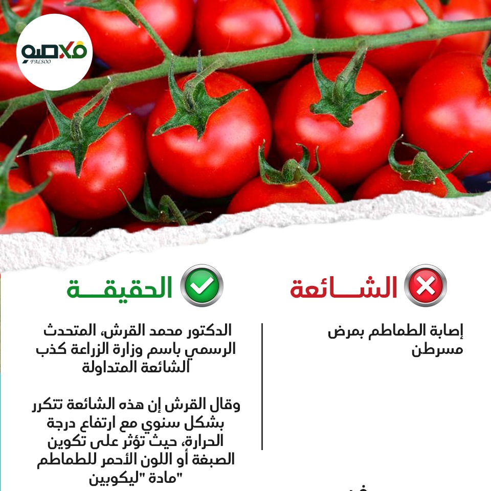 شائعة إصابة الطماطم بمرض مسرطن