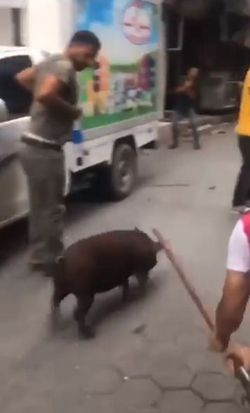 ضرب الخنزير فى الاميرية