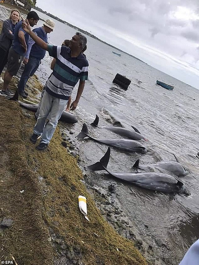 الدلافين النافقة على ساحل موريشيوس
