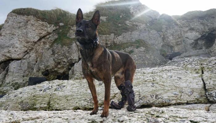 133-201903-military-dog-receive-uk-highest-honour-animals_700x400