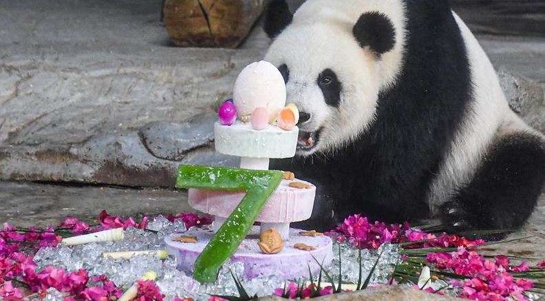 الباندا تحتفل بعيد ميلادها