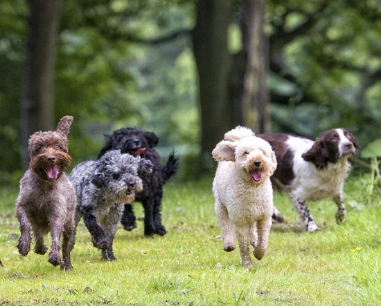 مجموعة من الكلاب مشاركين بالمهرجان