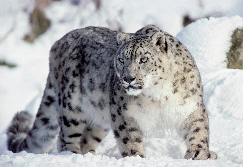 Snow-Leopard-1