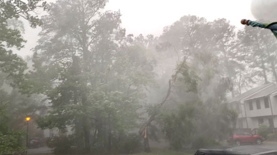 تأثير العاصة على إحد الأشجار