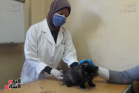 مستشفى الحيوانات الأليفة ببورسعيد (4)