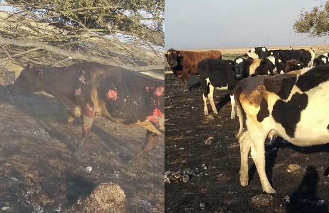 حرائق ايطاليا