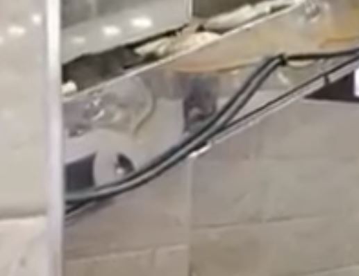 فأر يسير داخل مخبز بالأردن يثير موجة من الغضب على السوشيال ميديا (2)