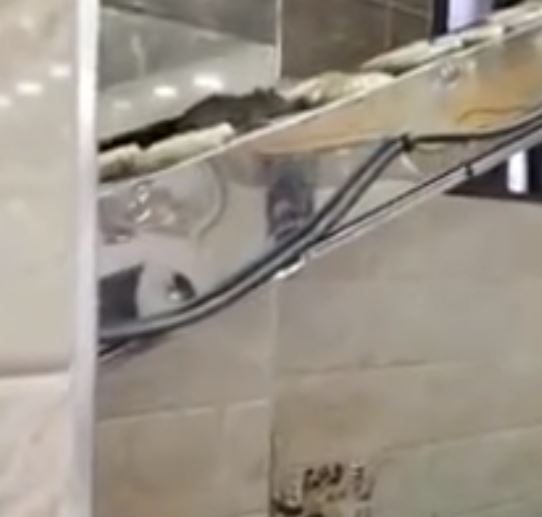 فأر يسير داخل مخبز بالأردن يثير موجة من الغضب على السوشيال ميديا (1)