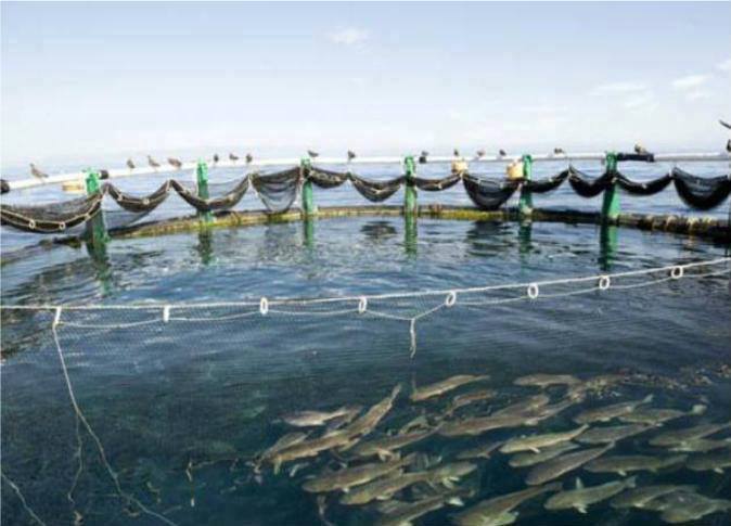 مشروع الاستزراع السمكى بقناة السويس (1)
