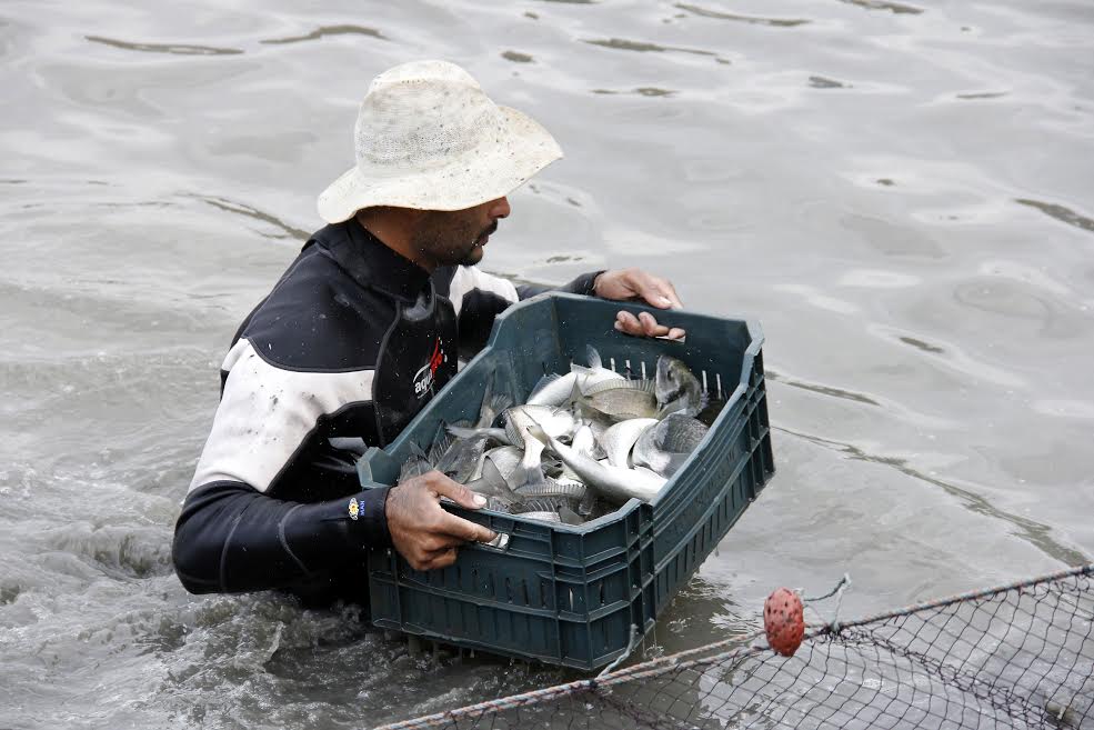 مشروع الاستزراع السمكى بقناة السويس (2)