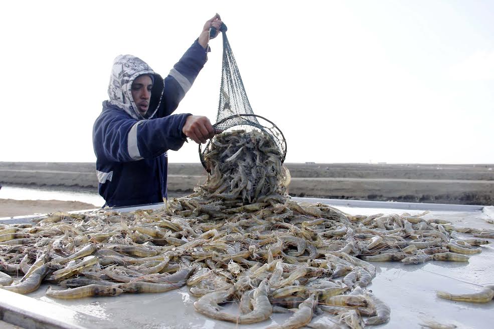 مشروع الاستزراع السمكى بقناة السويس (5)