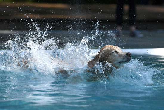 كلب يسبح فى المياه
