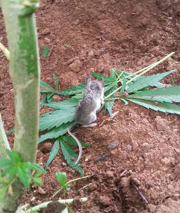 الفأر اثناء اكل الماريجوانا