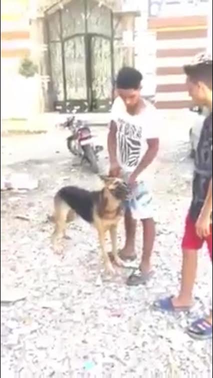 القبض على مروع صديقه بكلب فى الحامول (2)
