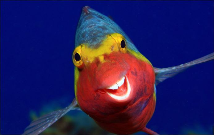 سمكة ببغاء تضحك