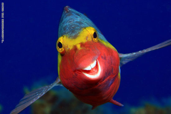 سمكة مبتسمه
