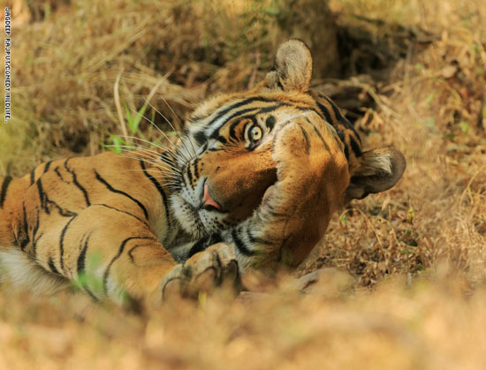نمر بنغالي ملكي في حديقة رانثامبور الوطنية بالهند