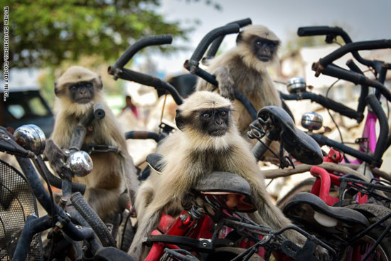 قردة لانغور وهي تلعب مع بعضها البعض فوق الدراجات في هامبي بالهند