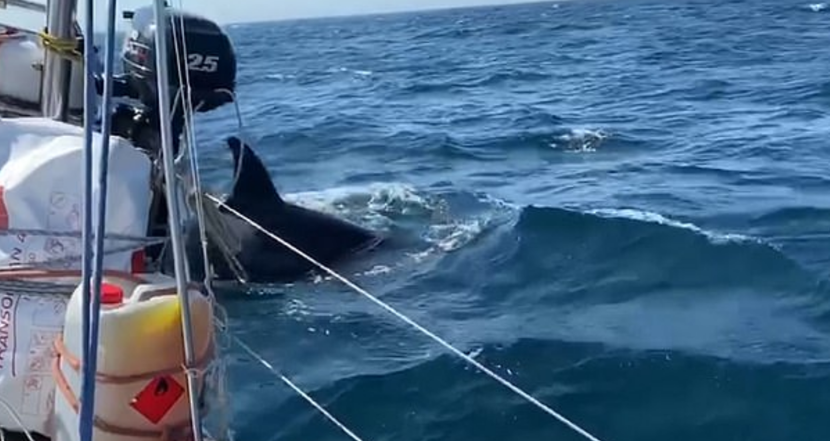 هجمات الحوت