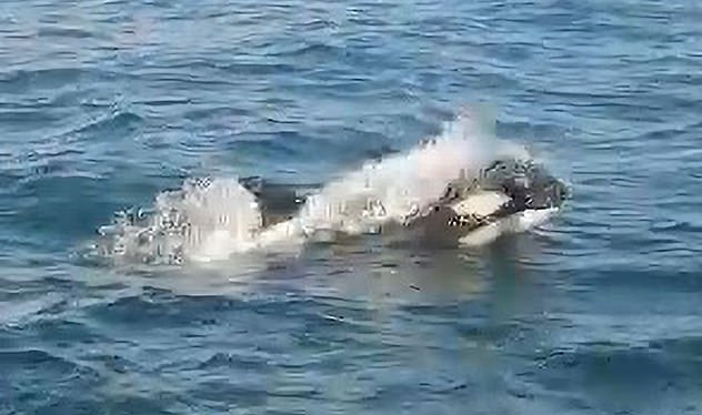الحيتان تشن هجوما على القوارب في البرتغال وإسبانيا ..فيديو  (2)