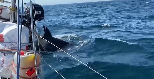 الحيتان تشن هجوما على القوارب في البرتغال وإسبانيا ..فيديو  (1)