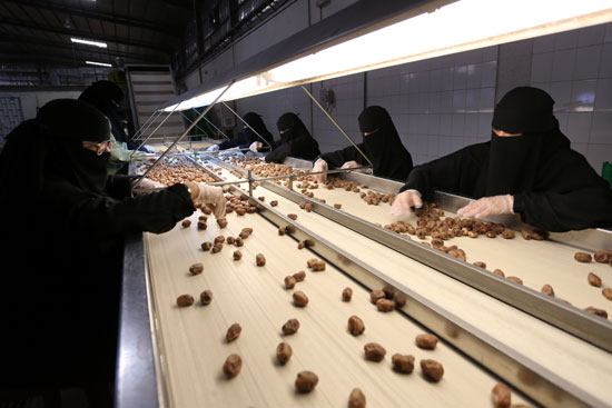 سعوديات يعملن في مصنع لتعبئة التمور في الأحساء