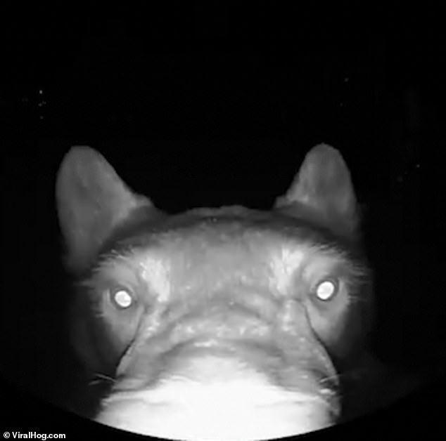 الدب يضع أنفه أمام كاميرا المراقبة
