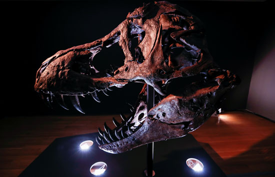 الهيكل العظمى للديناصور