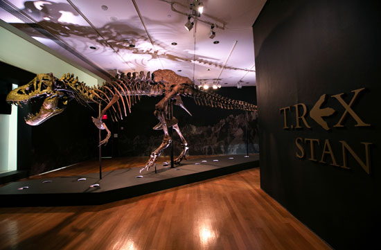 توقعات بإقبال كبير لاقتناء الهيكل العظمى للديناصور