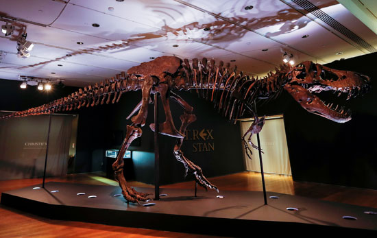 معرض كريستيز يعرض الهيكل العظمى للديناصور