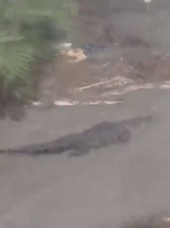 التمساح يسبح فى فيضانات امريكا