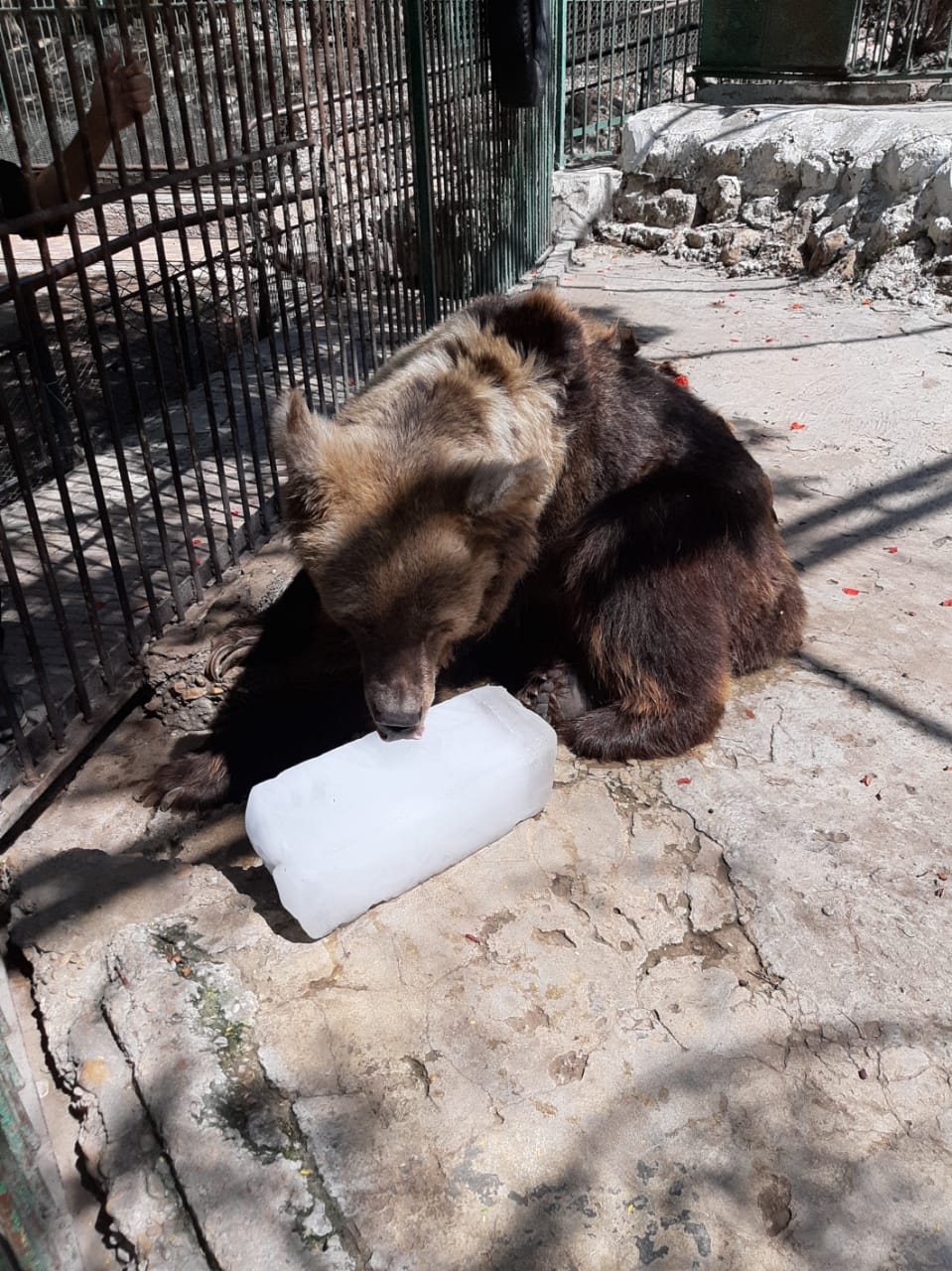 حديقة حيوان الإسكندرية تقدم قوالب الثلج بالعسل للدببة (2)