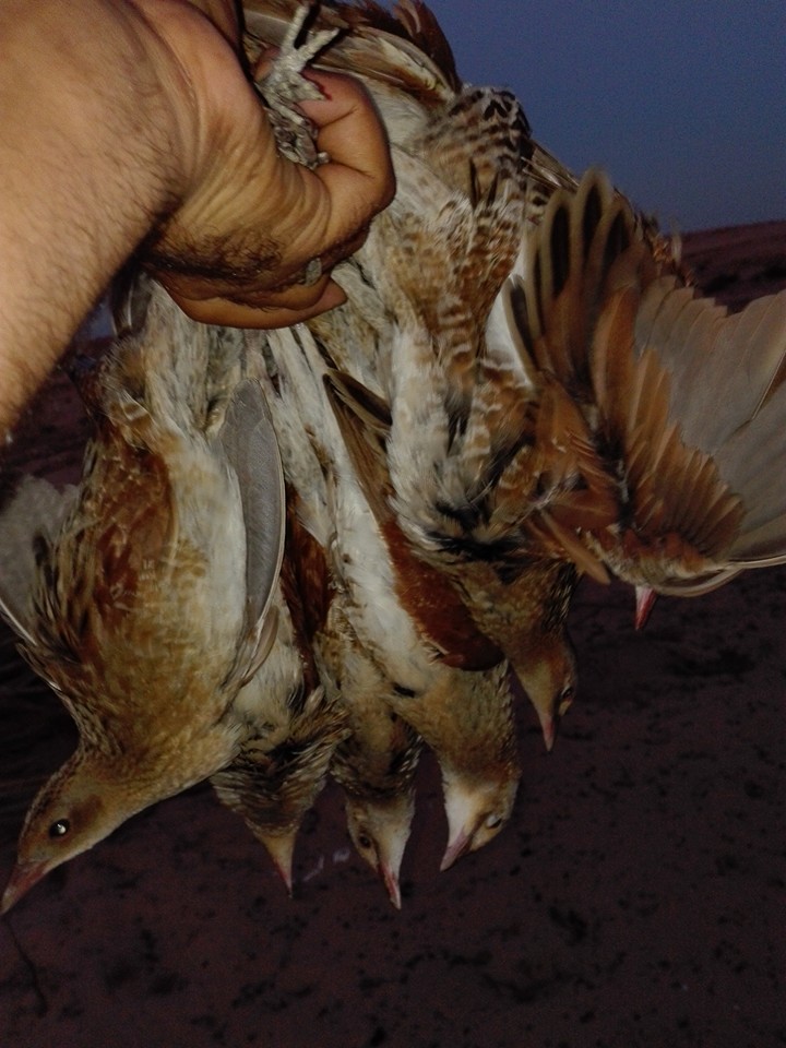 صيد الطيور المهاجرة موسم رزق ينتظره البسطاء على سواحل سيناء  (7)