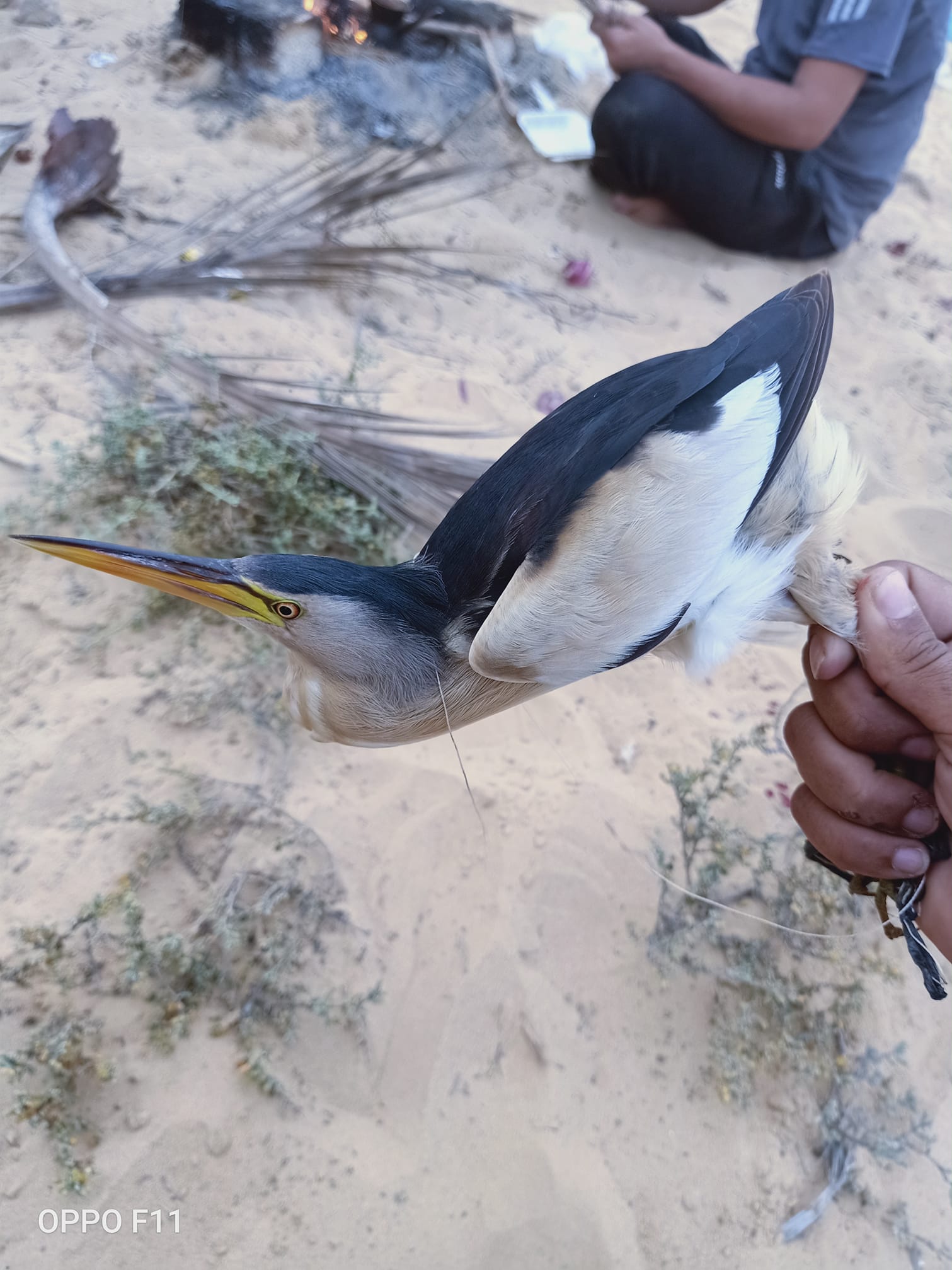 صيد الطيور المهاجرة موسم رزق ينتظره البسطاء على سواحل سيناء  (11)