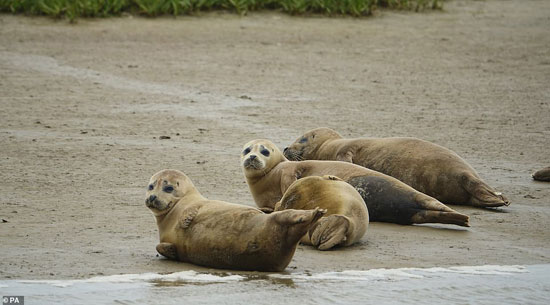 33337128-8745335-Harbour_seals_pictured_in_the_Thames_Estuary_They_have_been_spot-a-114_1600425581762