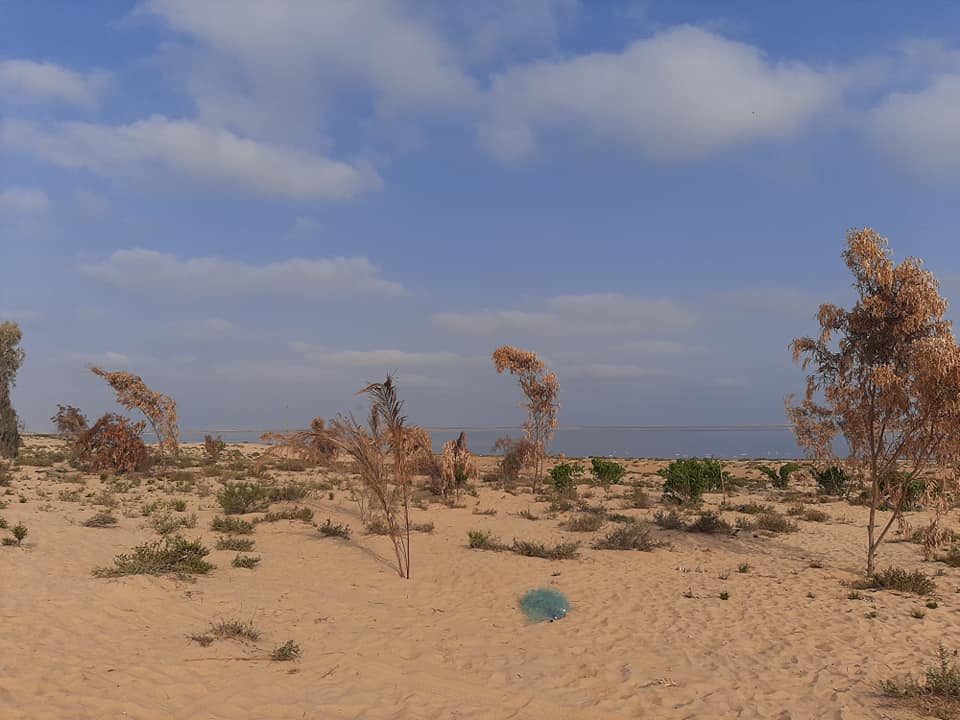 صيد الطيور المهاجرة موسم رزق ينتظره البسطاء على سواحل سيناء  (12)