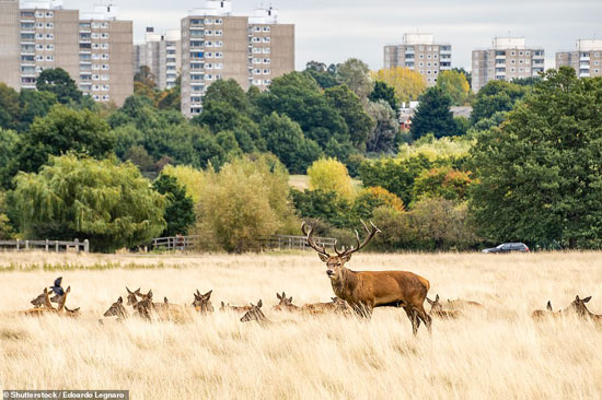 33333360-8745335-The_London_wildlife_line_up_includes_red_and_fallow_deer_many_of-a-115_1600425581774