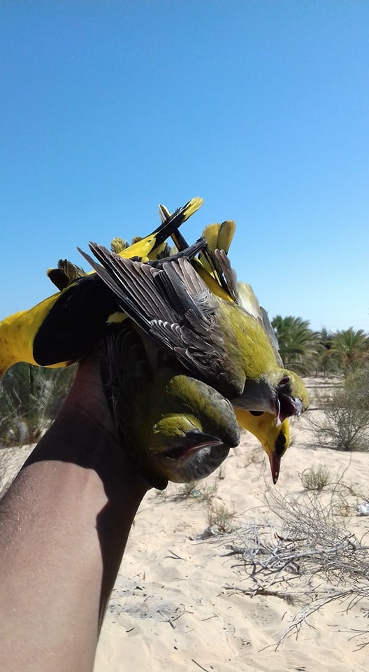صيد الطيور المهاجرة موسم رزق ينتظره البسطاء على سواحل سيناء  (9)
