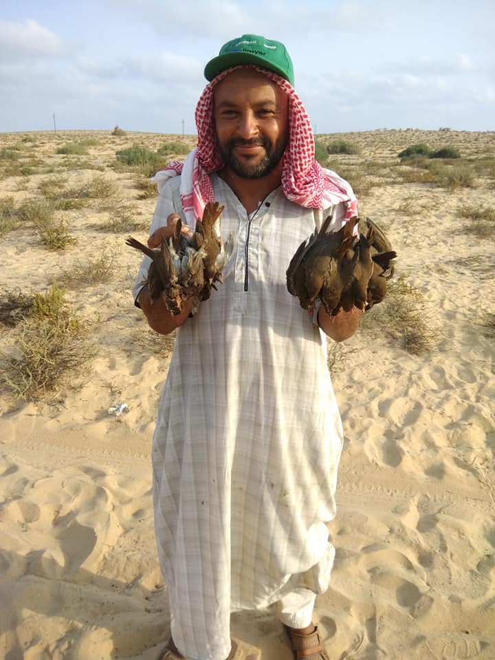 صيد الطيور المهاجرة موسم رزق ينتظره البسطاء على سواحل سيناء  (1)