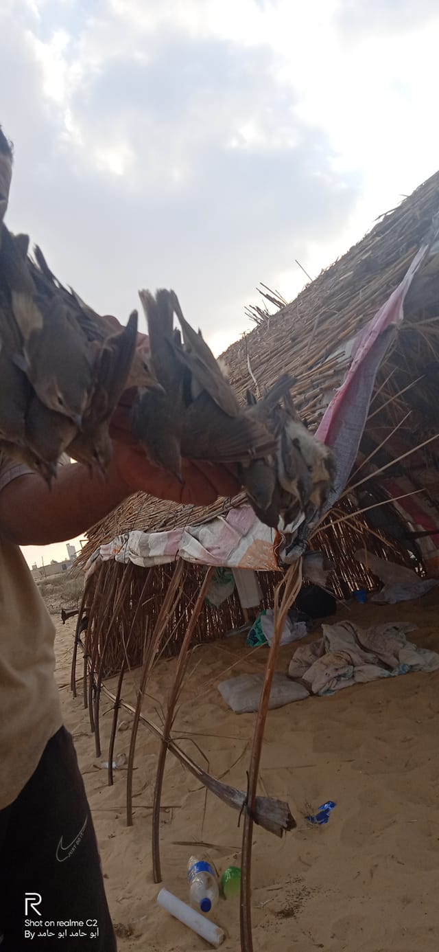 صيد الطيور المهاجرة موسم رزق ينتظره البسطاء على سواحل سيناء  (4)