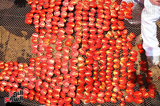  مشروع تجفيف الطماطم (10)