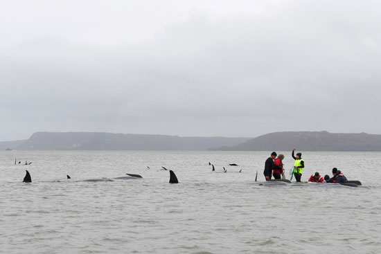 يساعد الأشخاص الحيتان التي تقطعت بهم السبل في ماكواري هيدز  (1)