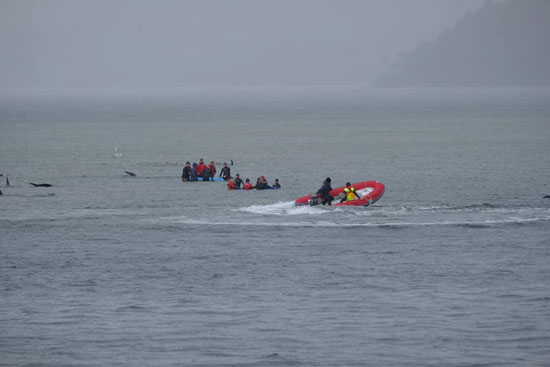 يساعد الأشخاص الحيتان التي تقطعت بهم السبل في ماكواري هيدز  (3)
