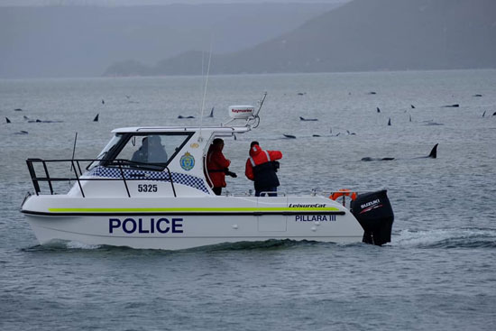  قارب شرطة بجوار أشخاص يساعدون الحيتان العالقة في ماكواري هيدز  (1)