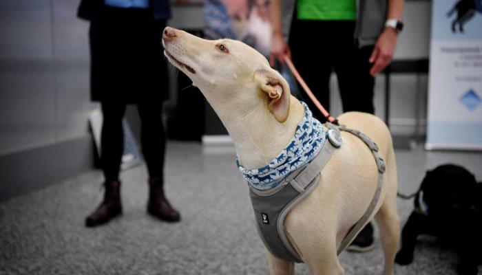 133-231056-dogs-discove-infected-corona-virus-finland-airport_700x400