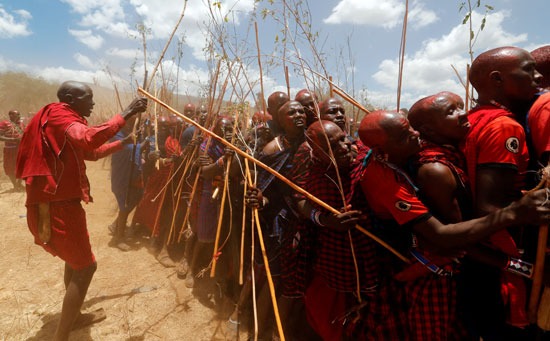 شعب الماساي شبه الرحل في كينيا ويزيد عددهم عن أربعين قبيلة