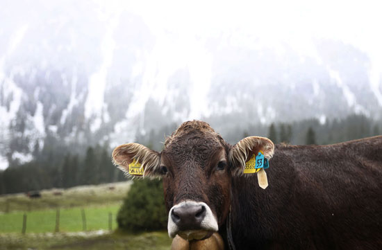 رعي الأبقار فى الجبال الخضراء بألمانيا