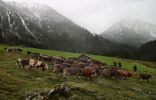 رحلة الأبقار فى جبال ألمانيا الخضراء