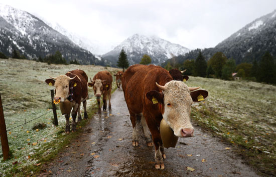 الأبقار فى جبال ألمانيا الخضراء
