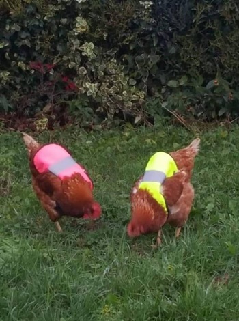 دجاجتان يرتديان سترات واقية